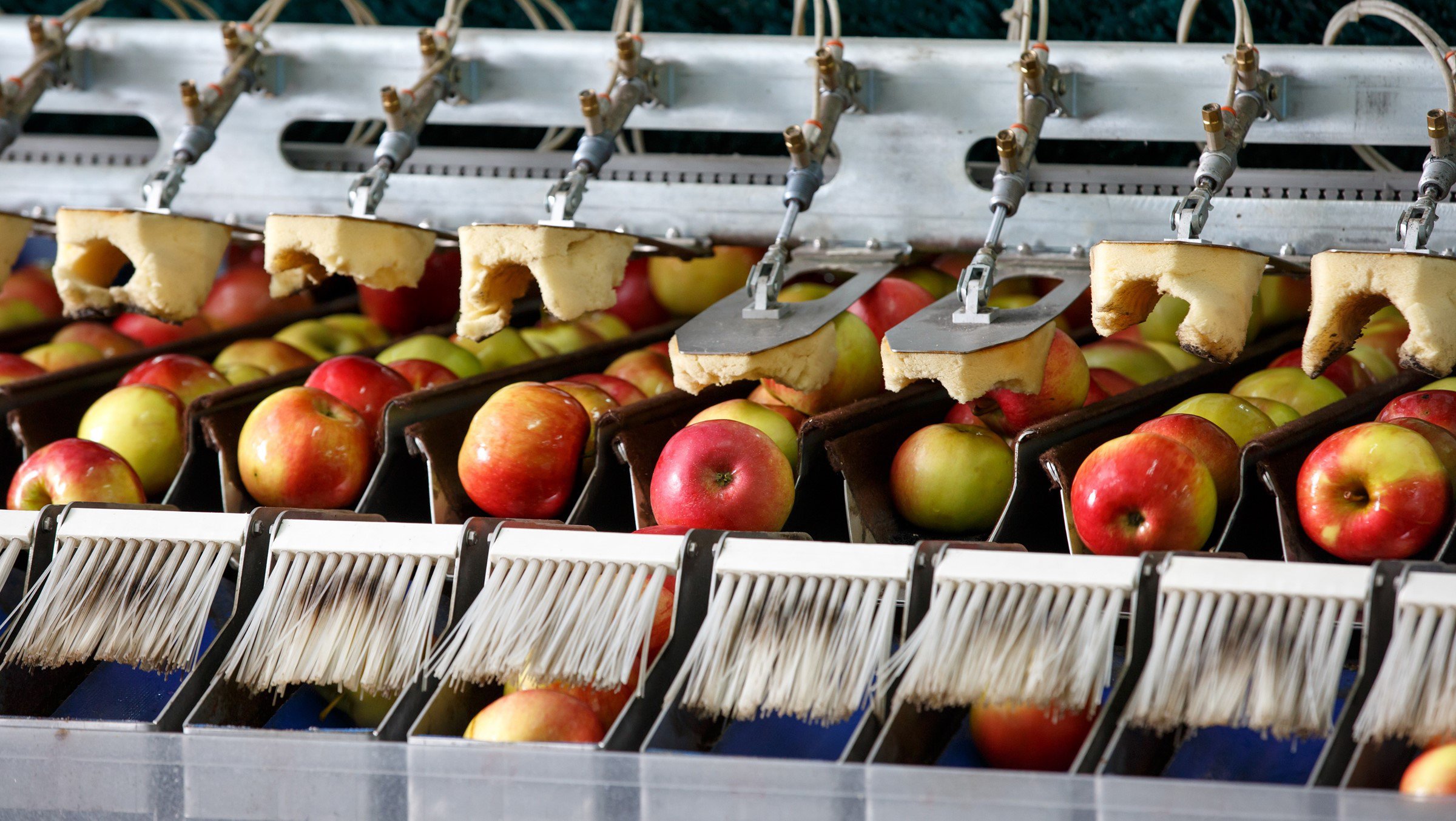 Red apples on conveyor belt being transported and cleaned by automated production line with sponges.