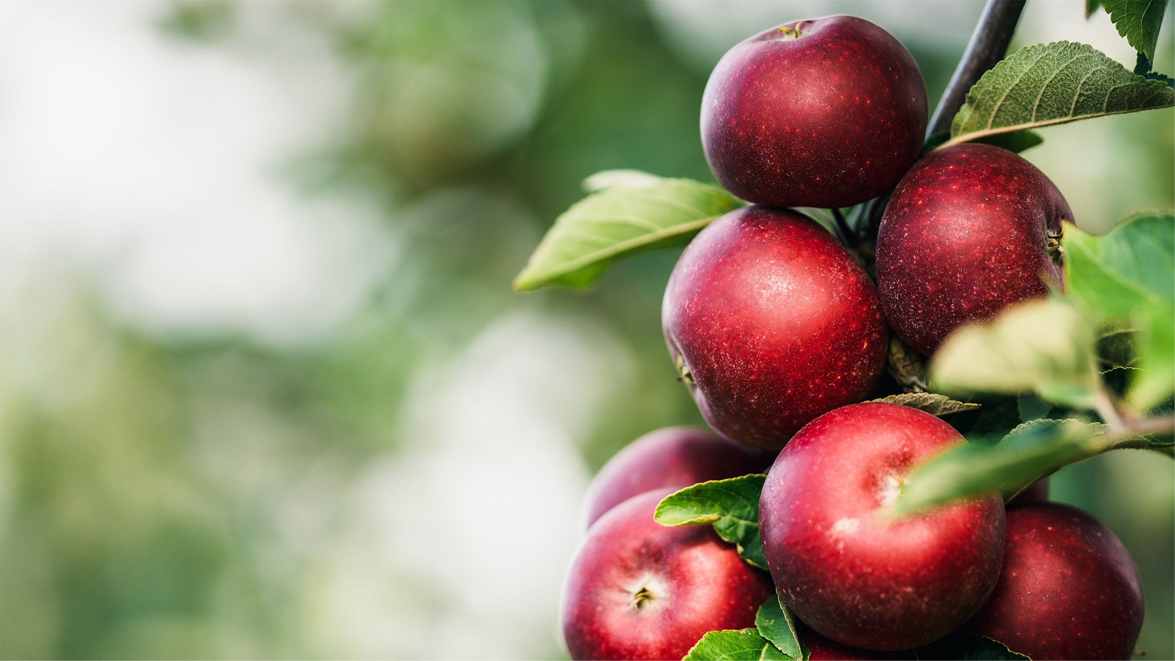 Ripe red apples on a tree in an apple orchard ready to be harvested.