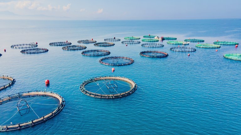 Aerial view over large fish farm with lots of fish enclosures. Aerial view
