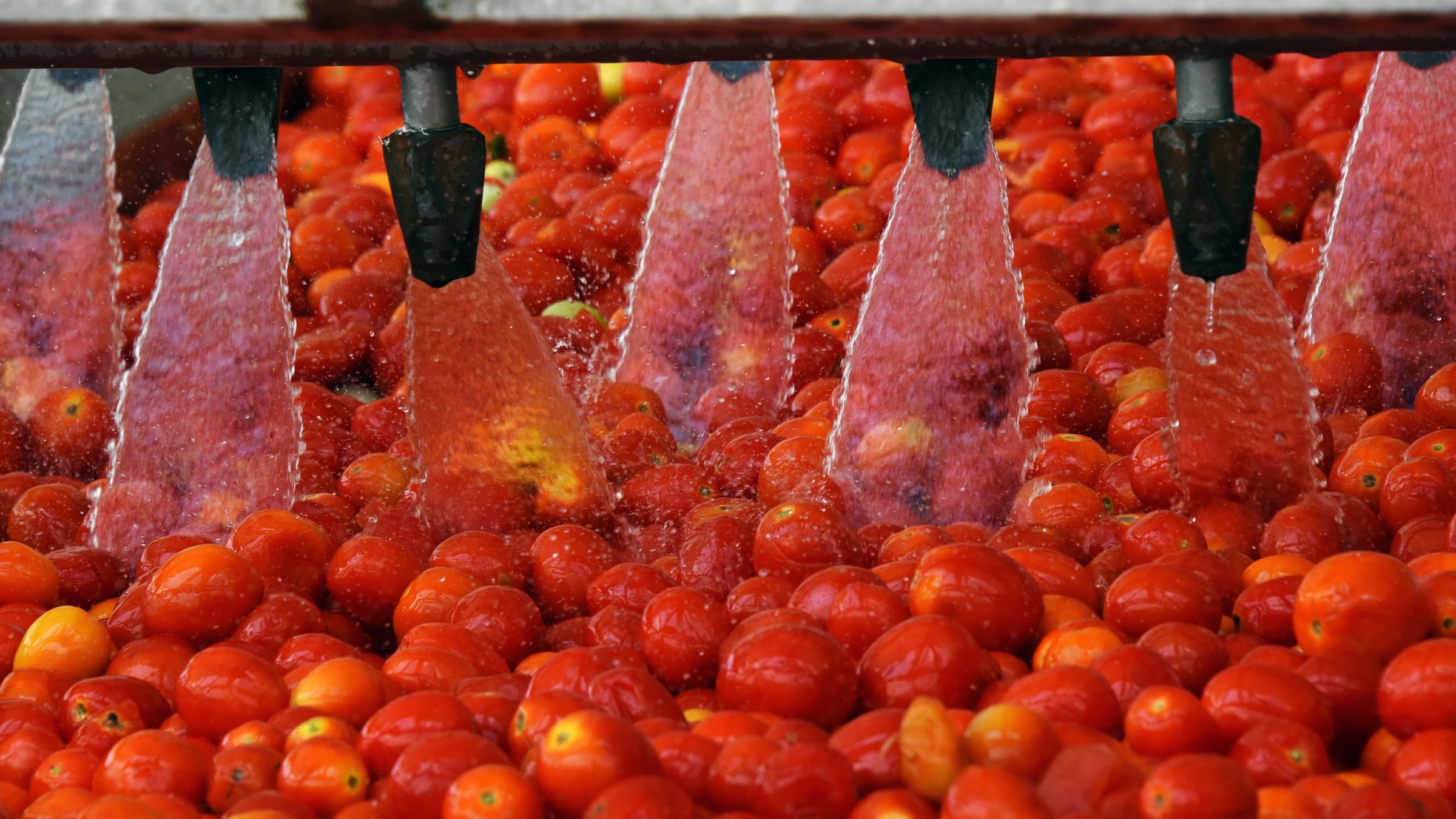 Tomatoes washing on the conveyor line at the tomatoes paste factory。