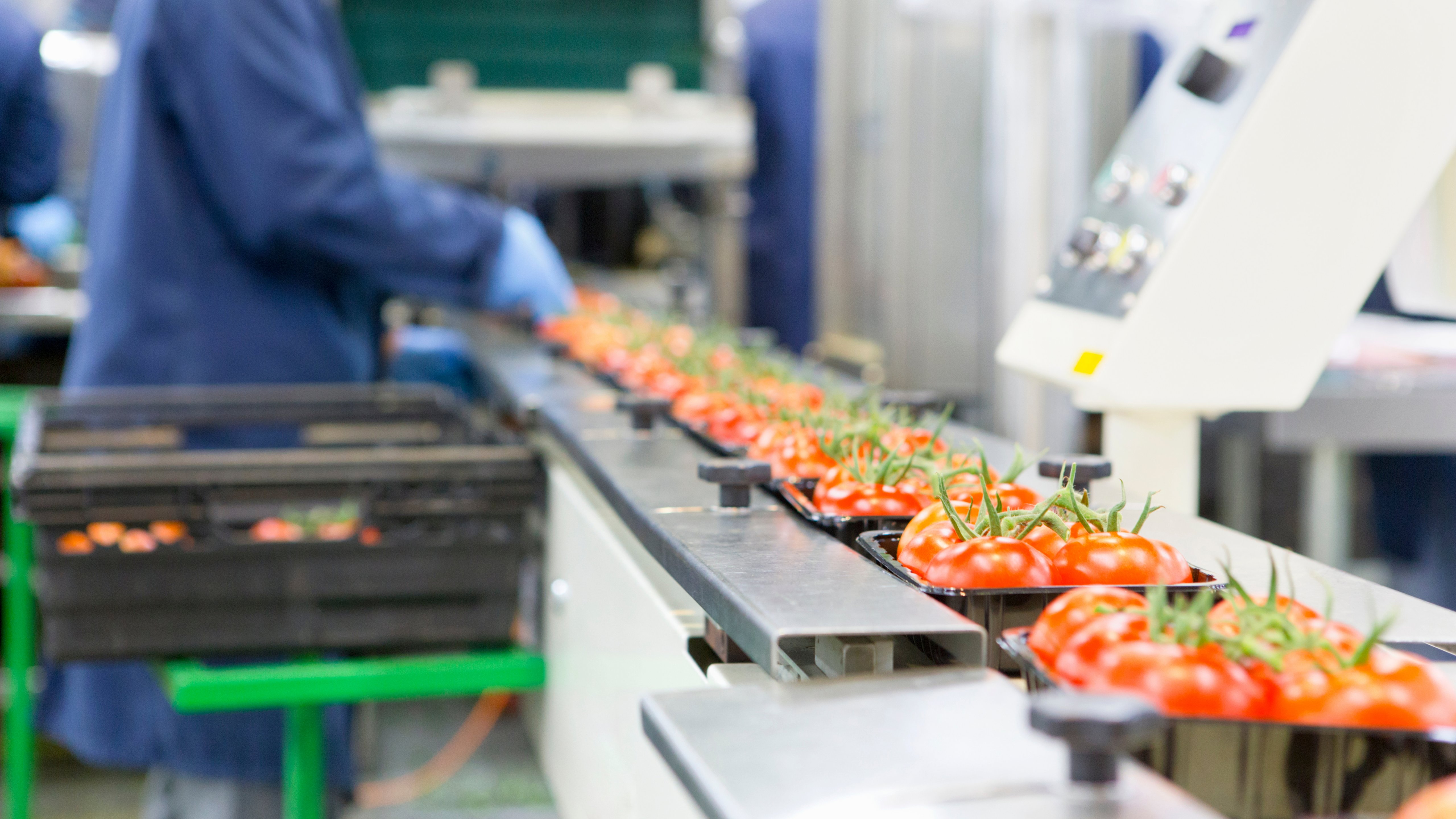 Worker packing ripe red vine tomatoes on production line in a food processing plant