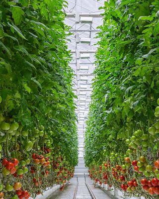 Tomatoes ripening on hanging stalk in greenhouse