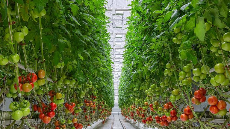 Tomatoes ripening on hanging stalk in greenhouse