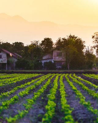 Cultivated land in a rural landscape at sunset