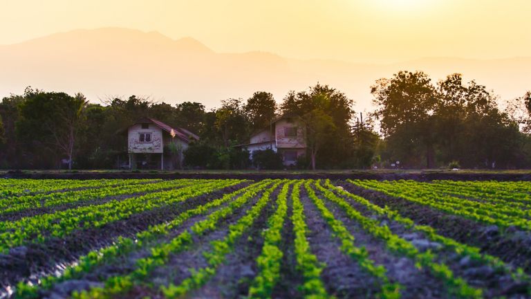 Cultivated land in a rural landscape at sunset