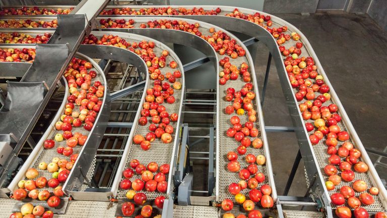 Cuatro transportadores separados con manzanas en una planta de producción de alimentos
