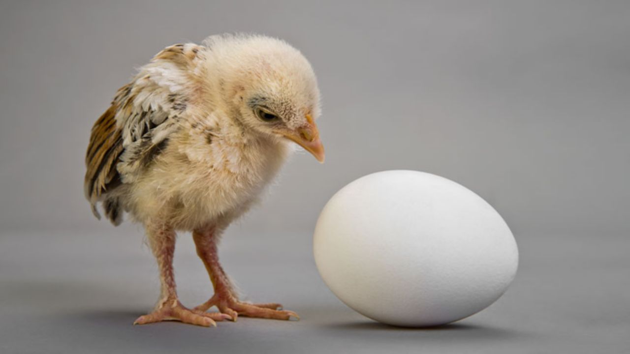 The Technology Cycle – Chicken and Egg? hero image