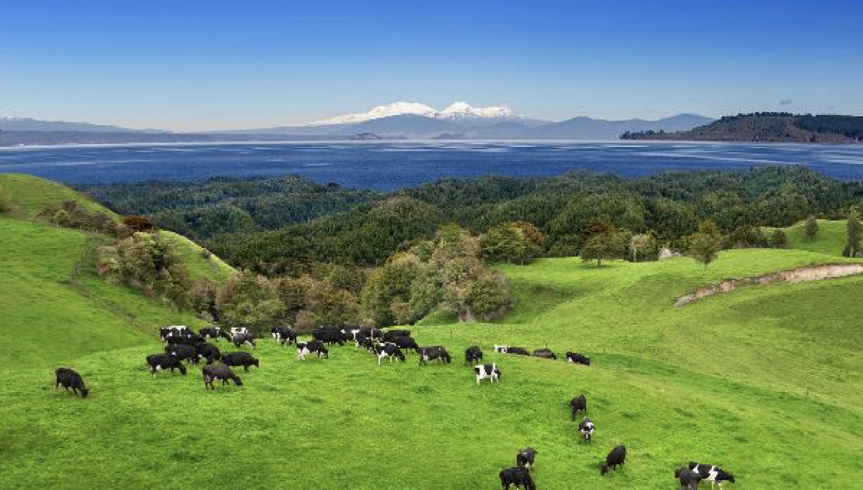 cows